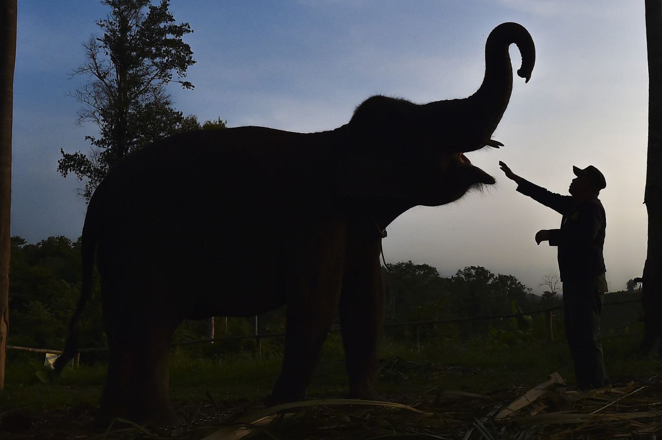 Jumbo solution: A mahout feeds a Sumatran elephant on Jan. 23, 2026, at the Elephant Conservation Information Center operated by the Jambi Natural Resources Conservation Agency in Bukit Tigapuluh, Muara Sekalo, Jambi. The center, which officially began operating in 2022 with five Sumatran elephants, serves to prevent human-wild elephant conflict in the Bukit Tigapuluh area and also functions as a nature tourism and conservation education site.
