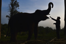 Jumbo solution: A mahout feeds a Sumatran elephant on Jan. 23, 2026, at the Elephant Conservation Information Center operated by the Jambi Natural Resources Conservation Agency in Bukit Tigapuluh, Muara Sekalo, Jambi. The center, which officially began operating in 2022 with five Sumatran elephants, serves to prevent human-wild elephant conflict in the Bukit Tigapuluh area and also functions as a nature tourism and conservation education site.