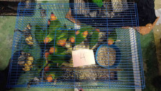 A cage full of lovebirds is among the protected wildlife ready to be smuggled to Thailand from the eastern coast of Aceh, as displayed by the Forestry Ministry's Sumatra Forestry Law Enforcement Agency in Banda Aceh on Feb. 2, 2026.