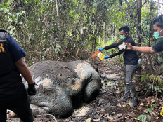 Crime against nature: Police officers on Feb. 5 examine the scene where the carcass of a Sumatran elephant was found in a forest concession area of PT Riau Andalan Pulp and Paper (RAPP) in Ukui district, Pelalawan regency, Riau.