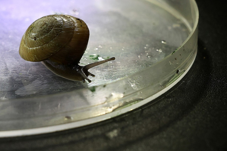 A greater Bermuda snail, which is part of a breeding programme, sits under a microscope at Chester Zoo in Chester, north-west England on Feb. 2, 2026. The pea-sized snail once thought to have disappeared has been saved from the edge of extinction, a British zoo said on Feb. 7.