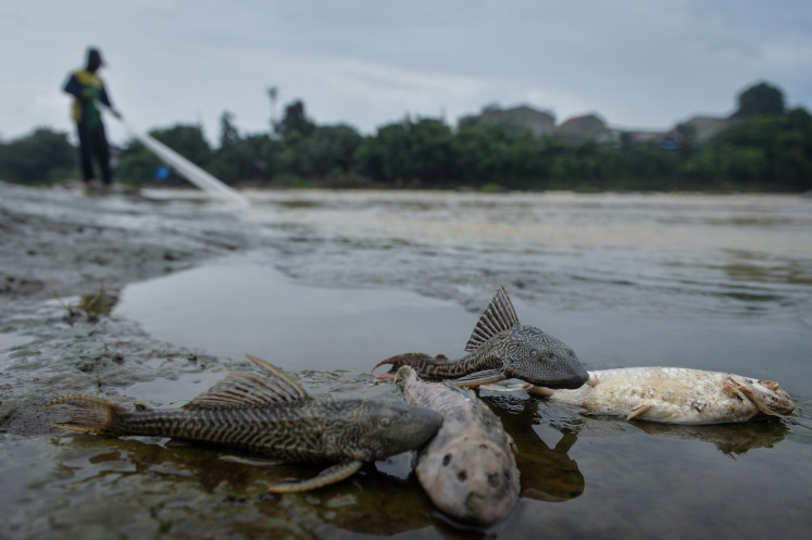 Collateral damage: A fisherman pulls in a net beyond a pile of fish carcasses on Thursday along a bank of the Cisadane River in Tangerang, Banten. The Environment Ministry said liquid pesticide pollution flowed from the Jaletreng River into the Cisadane River for about 22.5 kilometers, causing the deaths of various aquatic species.