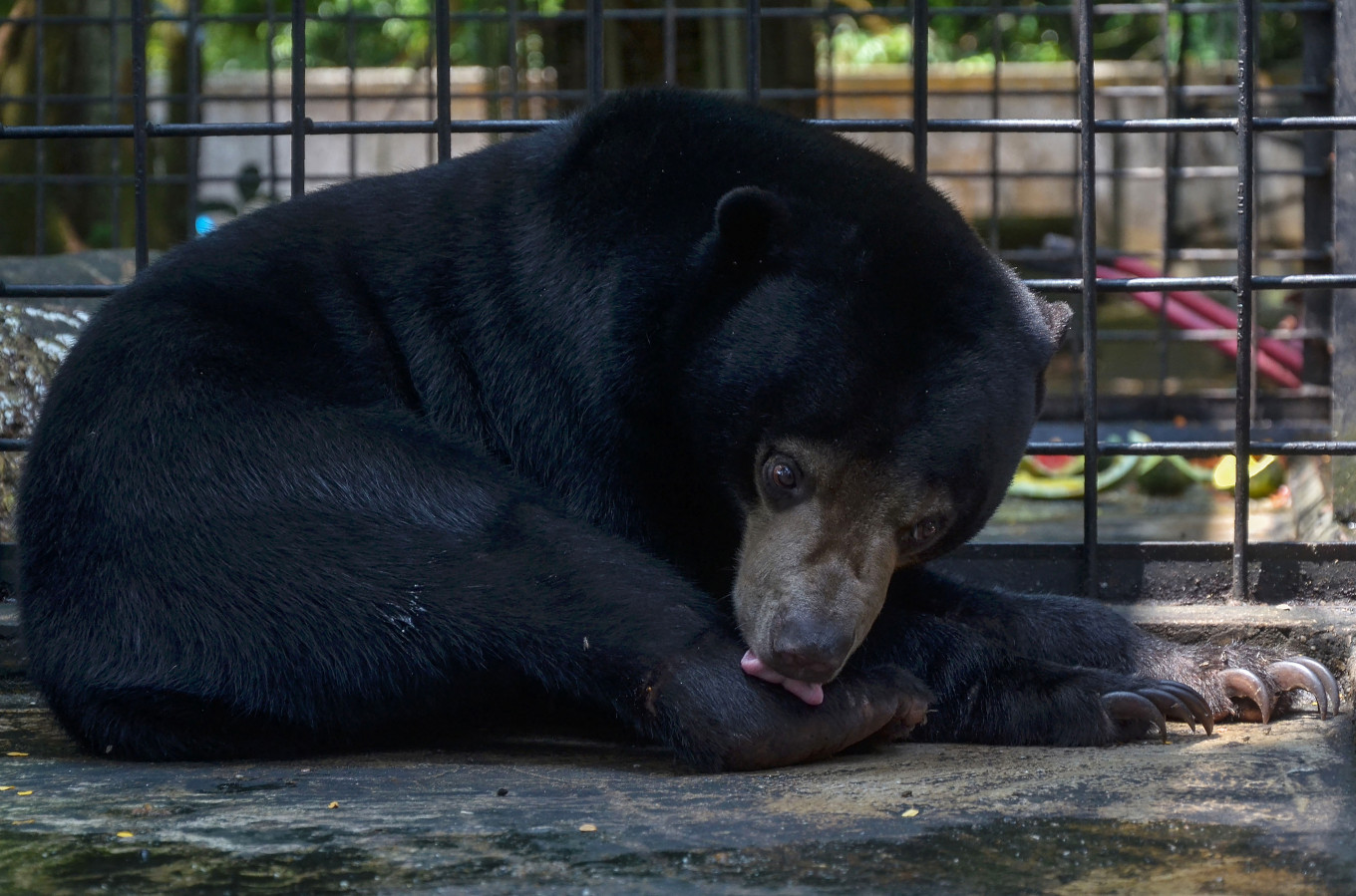 A sun bear is seen in a cage on July 24, 2018, at the Riau Natural Resources Conservation Agency (BKSDA) facility after being captured by villagers in Pekanbaru, Riau. 