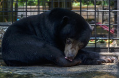 A sun bear is seen in a cage on July 24, 2018, at the Riau Natural Resources Conservation Agency (BKSDA) facility after being captured by villagers in Pekanbaru, Riau. 