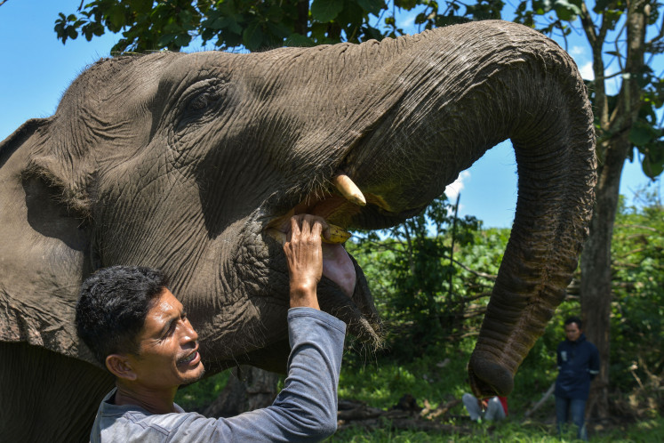 Preservation: A mahout feeds a domesticated elephant on Feb. 22, 2026, on its way to a small river at the Peusangan Watershed conservation response unit in Negeri Antara village, Bener Meriah regency, Aceh.