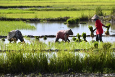 Farmers plant rice in a paddy field on June 28, 2025, at Lambaro in Aceh. 