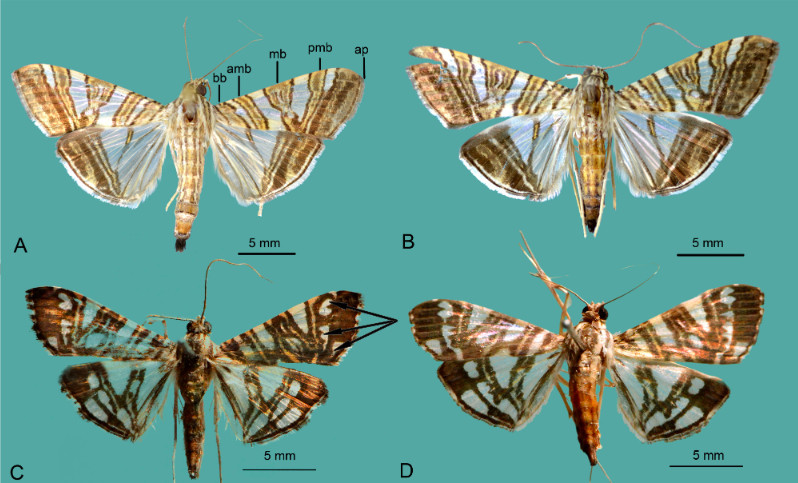 BRIN researchers identify two new endemic moths in Papua, Sulawesi