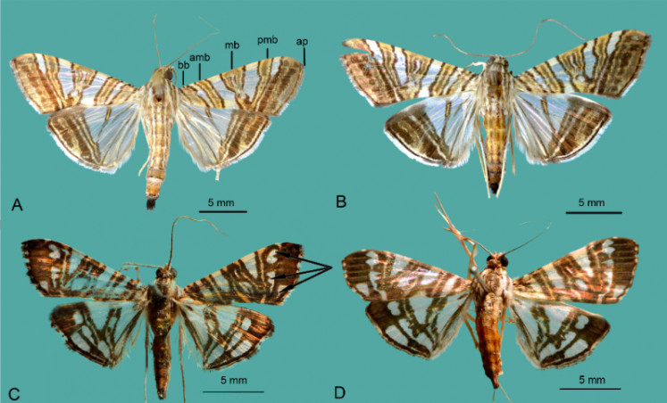 Four moths from the new species 'Chabulina celebesensis Sutrisno & Ubaidillah, 2026' are seen in a diagram issued by the National Research and Innovation Agency (BRIN) on March 3. Two BRIN researchers found two new moth species, which they named after themselves. 