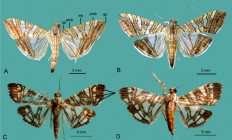 Four moths from the new species 'Chabulina celebesensis Sutrisno & Ubaidillah, 2026' are seen in a diagram issued by the National Research and Innovation Agency (BRIN) on March 3. Two BRIN researchers found two new moth species, which they named after themselves. 