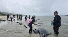 Rescuers inspect a pod of stranded whales on March 10, 2026, at Mbadokai Beach in Rote Ndao regency, East Nusa Tenggara. A total of 55 long-finned pilot whales (Globicephala melas) were stranded on the beach, with nearly half of the animals later dying as rescuers struggled to return them to the sea.
