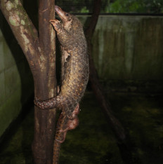 Hope for the future: A newborn Sunda pangolin (Manis javanica) is seen at Prigen Conservation Breeding Ark (PCBA) in Pasuruan, East Java, in this undated handout photo released on Wednesday. The pangolin was born on Feb. 16, 2026, marking the first birth of the species at the facility.