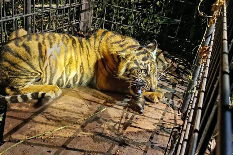 Animal welfare: A Sumatran tiger is seen in a cage trap set by officials from the Riau Natural Resources Conservation Agency (BBKSDA) in Pulau Muda village, Pelalawan regency, Riau, as shown in this undated photograph released by Antara on March 12, 2026.