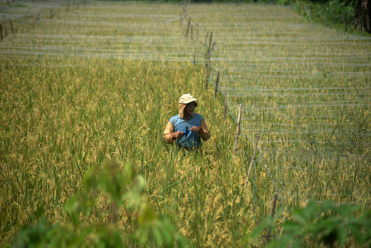 A farmer installs netting over a rice field on March 25, 2026, in Banyudono, Boyolali, Central Java. According to the farmer, installing the netting cost Rp 720,000 (US$42.68), to protect the rice crop from bird pests.