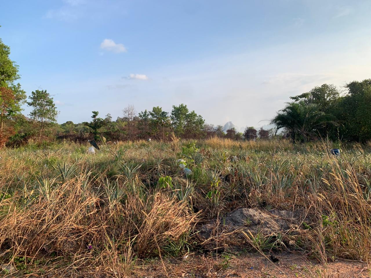 Smoke is seen billowing in the background while grass dries out at a forest and land fire location in Berakit village in Bintan Regency, Riau Islands, on March 23, 2026. Bintan regency administration declared a forest and land fire emergency response on March 23 because of increasing fire spots and drought in almost all of Bintan territory.  