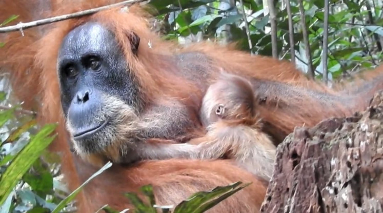 A still image taken from a video released by the Mount Leuser National Park Agency shows the 28-year-old Pesek and her baby, born on March 24, 2026, in their nest at a section of the national park in Bahorok district, Langkat regency, North Sumatra. The unnamed baby is Pesek's seventh child to be born in the wild, a testament to the successful orangutan conservation program.