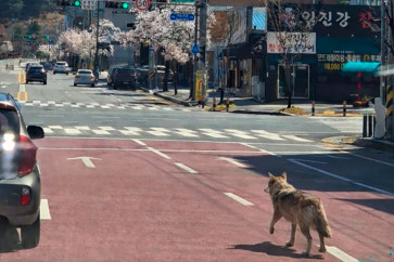 This picture taken and released on April 8, 2026 by Daejeon Fire Headquarters via Yonhap shows a wolf that escaped from a zoo walking on a road in Daejeon. An escaped wolf from a zoo in South Korea remained at large on April 9, authorities said, prompting a local school to close over safety concerns as the search continued.