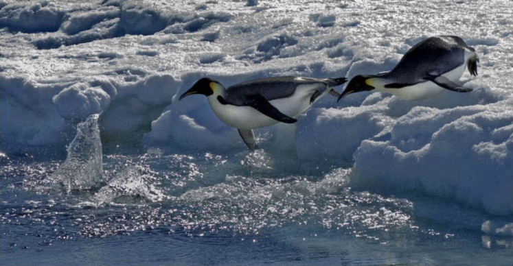 This handout photograph released by The British Antarctic Survey on April 8, 2026, shows Emperor Penguins diving into water on Antarctica on November 25, 2010. The emperor penguin has been declared an endangered species as climate change pushes the icon of Antarctica a step closer to extinction, the global authority on threatened wildlife announced April 9, 2026.
