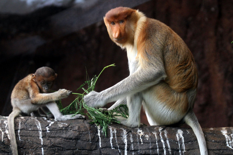 Parenting time: A 2.5-month-old proboscis monkey (Nasalis larvatus) plays on April 14 under the watch of its mother at Batu Secret Zoo, Jatim Park 2, in Batu, East Java. The zoo has increased the population of the endangered Kalimantan-endemic primate from five to 10 individuals through a conservation breeding program carried out over the past two years.