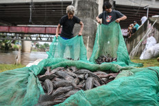 Two men carry captured janitor fish on April 17, 2026, in nets during a Ciliwung River cleanup operation in Cililitan, East Jakarta. The Jakarta provincial administration declared war on the invasive fish, which thrives in heavy-polluted rivers across the city.