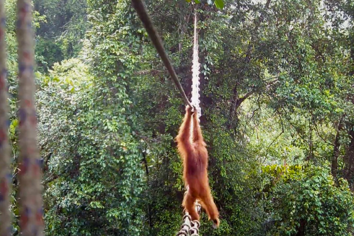 This screen grab from a handout video taken on December 14, 2025, and released by the Sumatran Orangutan Society (SOS), shows a Sumatran orangutan using a canopy bridge constructed by conservation NGO Tangguh Hutan Khatulistiwa (TaHuKah) in collaboration with government partners and UK-based charity SOS to cross a road in Pakpak Bharat district, North Sumatra. A Sumatran orangutan has been filmed for the first time crossing a man-made canopy bridge constructed to help the endangered animals bypass a tarred road on the Indonesian island, an NGO said on April 26. 
