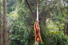 This screen grab from a handout video taken on December 14, 2025, and released by the Sumatran Orangutan Society (SOS), shows a Sumatran orangutan using a canopy bridge constructed by conservation NGO Tangguh Hutan Khatulistiwa (TaHuKah) in collaboration with government partners and UK-based charity SOS to cross a road in Pakpak Bharat district, North Sumatra. A Sumatran orangutan has been filmed for the first time crossing a man-made canopy bridge constructed to help the endangered animals bypass a tarred road on the Indonesian island, an NGO said on April 26. 