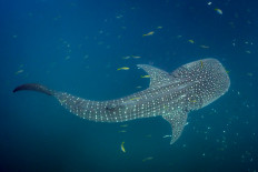 This handout photo by Jonathan Irish for Conservation International taken on March 19, 2023 and released on April 29, 2026 shows a whale shark in the waters off Raja Ampat Islands in Southwest Papua. A decade-long study tracking dozens of whale sharks off Indonesia's coast has revealed the secrets of their migrations and two hotspots where they gather year-round. 
