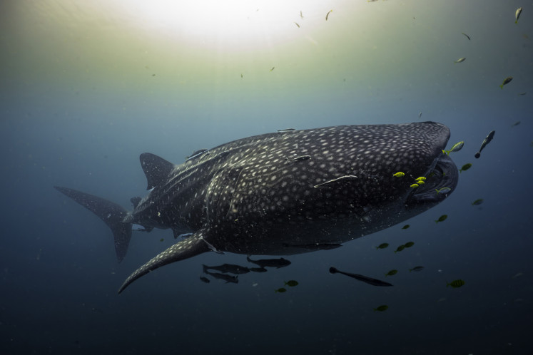 Maritime giant: A whale shark swims in the waters off Raja Ampat Islands on March 20, 2023, in West Papua.