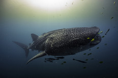 Maritime giant: A whale shark swims in the waters off Raja Ampat Islands on March 20, 2023, in West Papua.