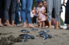 Visitors watch green sea turtle (Chelonia mydas) hatchlings crawl to the sea on May 2, 2026, during a release event at Pasir Jambak Beach in Padang, West Sumatra.