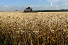 Сombines harvest wheat in a field in the Kasharsky district of the Rostov region, Russia, on July 24, 2025.