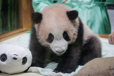 Satrio Wiratama, meaning &ldquo;noble and brave knight&ldquo; and known as Rio, is a 170 days old male giant panda cub, the first cub born in Indonesia from a couple brought from China in 2017, at the Panda Palace of Taman Safari Indonesia zoo in Bogor, West Java on May 15, 2026.