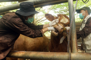 Urgent checks: An officer checks the dental and oral health of cattle on May 20, 2026, at the Tulungagung integrated cattle market in Tulungagung, East Java. The inspections were carried out to ensure the health and suitability of sacrificial animals ahead of Idul Adha amid rising cattle and goat prices in the market.