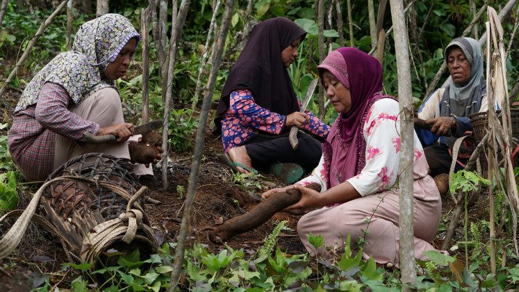 Woman farmers in Popisi village, Banggai Islands regency in Central Sulawesi, harvest 'ubi banggai', a local yam variety native to Peleng Island and a key social forestry commodity for the village on May 11, 2026.