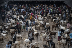 People buy and sell goats on May 21 at the Ambarawa Animal Market in Semarang regency, Central Java. Local authorities have tightened health inspections of livestock, particularly cattle, ahead of Idul Adha celebrations to ensure animals traded at the market are healthy and free from contagious diseases.