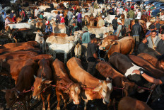 Traders sell cattle at a traditional livestock market, ahead of Idul Adha holiday, in Bogor, West Java, on May 21, 2026. 