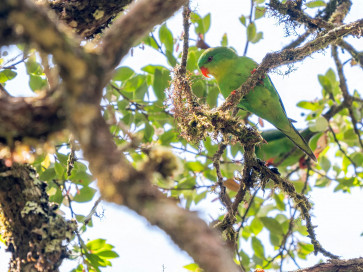 The Blue-fronted Lorikeet in the highlands of Mount Kapalatmada in Buru Island, Maluku Islands province, in this photograph taken in April 2026 and released on June 3, 2026.