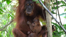Adult female orangutan Bulan rests on a tree while her newborn male orangutan Badar clings to her in Jantho Natural Reserve in Aceh Besar regency, Aceh, in this undated picture released by the Forestry Ministry on June 3, 2026. A local monitoring team saw Bulan actively moving in treetops while carrying her baby on May 22, 2026.