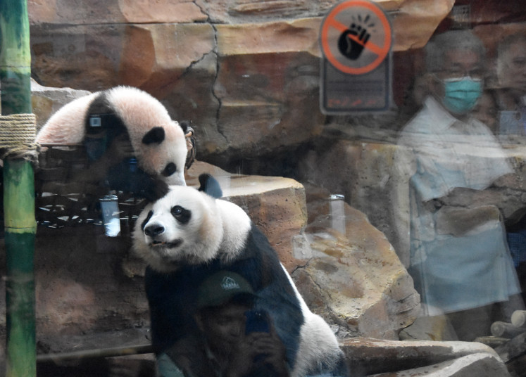 A giant panda cub named Satrio Wiratama, nicknamed Rio, plays with his mother Hu Chun on June 9 at the indoor exhibit of Taman Safari Indonesia (TSI) in Cisarua, Bogor, West Java, during his first public appearance. Rio was born on Nov. 27, 2025, and is the first giant panda born in Indonesia.