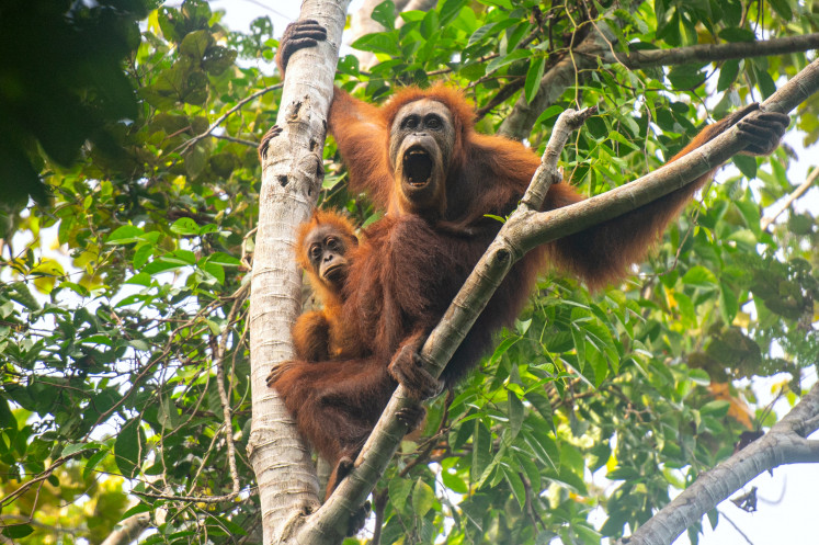An adult and child Tapanuli orangutan hang on a tree in the Batang Toru forest in North Sumatra on June 10, 2026. Climate change-fuelled landslides have wiped out nearly one in 10 remaining members of the world's rarest great ape species on Sumatra island, scientists said on June 10. 