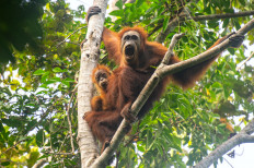 An adult and child Tapanuli orangutan hang on a tree in the Batang Toru forest in North Sumatra on June 10, 2026. Climate change-fuelled landslides have wiped out nearly one in 10 remaining members of the world's rarest great ape species on Sumatra island, scientists said on June 10. 