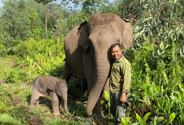 A mahout (right) embraces 55-year-old female adult elephant Rina (center) as she stands next to her calf in Tesso Nilo National Park in Pelalawan regency, Riau. The female calf was estimated to be born on Wednesday at about 4 a.m.