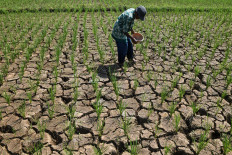 A farmer applies urea fertilizer to drought-affected rice plants in Handapherang village, Ciamis regency, West Java, on June 10, 2026. Prolonged dry conditions have left around 12 hectares of rice fields, planted between 14 days and one month ago, struggling for water as the dry season intensifies. 