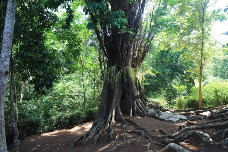 The Amboyna tree (Pterocarpus indicus), where the Ara Hiwang Kayu inscriptions, dating back to around 901 AD, were discovered. The tree, located in the Arahiwang Arts and Cultural Center area in Borowetan Village, Banyuurip District, Purworejo Regency, Central Java, is considered one of the regency&rsquo;s most important historical sites and is now at risk due to riverbank erosion along the nearby Bogowonto River.