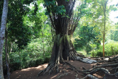 The Amboyna tree (Pterocarpus indicus), where the Ara Hiwang Kayu inscriptions, dating back to around 901 AD, were discovered. The tree, located in the Arahiwang Arts and Cultural Center area in Borowetan Village, Banyuurip District, Purworejo Regency, Central Java, is considered one of the regency&rsquo;s most important historical sites and is now at risk due to riverbank erosion along the nearby Bogowonto River.