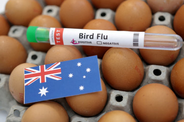 A test tube labelled &ldquo;bird flu&ldquo;, eggs and a piece of paper in the colors of the Australian national flag are seen in this picture illustration taken on Jan. 14, 2023.