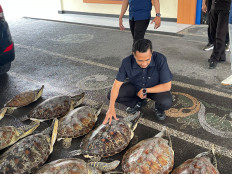 Bali Police Water and Air Police (Polairud) Directorate's Law Enforcement Sub-directorate chief Adj. Sr. Comr. Nanang Pri Hasmoko inspects 21 green sea turtles (Chelonia mydas) on June 19 at the Polairud Directorate in Denpasar. The green sea turtles were seized from a smuggling suspect in Buleleng regency.