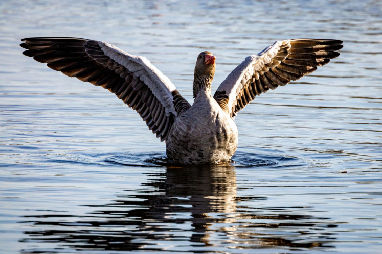 A migrating wild goose spreads its wings on Oct. 29, 2025, in wetlands near Linum, eastern Germany. The eastern federal state of Brandenburg and other federal states, authorities have recorded the largest outbreak of bird flu in wild birds to date. The epidemic, which is unprecedented in its scale, mainly affects cranes, whose autumn migration is currently at its peak. A significant increase in deaths and rapid spread in Central Europe and along the migration route to Spain is therefore to be expected. 