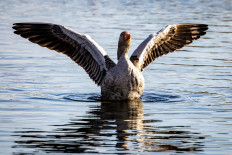 A migrating wild goose spreads its wings on Oct. 29, 2025, in wetlands near Linum, eastern Germany. The eastern federal state of Brandenburg and other federal states, authorities have recorded the largest outbreak of bird flu in wild birds to date. The epidemic, which is unprecedented in its scale, mainly affects cranes, whose autumn migration is currently at its peak. A significant increase in deaths and rapid spread in Central Europe and along the migration route to Spain is therefore to be expected. 
