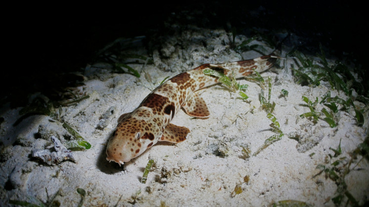An epaulette shark (Hemiscyllium freycineti) is captured in its coral habitat in Arborek Island in Raja Ampat regency, Southwest Papua in April 2026. The shark, which has developed an ability to "walk" on the seabed and land using an undulating crawling motion, relies on coral reefs as its nursery habitat.