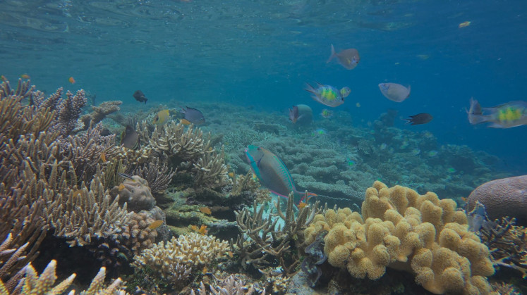 A handout underwater picture taken in September 2025 by environmental NGO Auriga Nusantara shows bleached corals caused by nickel waste pollution near Manuran Island in Raja Ampat, Southwest Papua. Nickel mining continues to threaten one of the world's most important marine biodiversity and coral hotspots in Indonesia, despite the government revoking several permits, a report warned on Sept. 25, 2025.